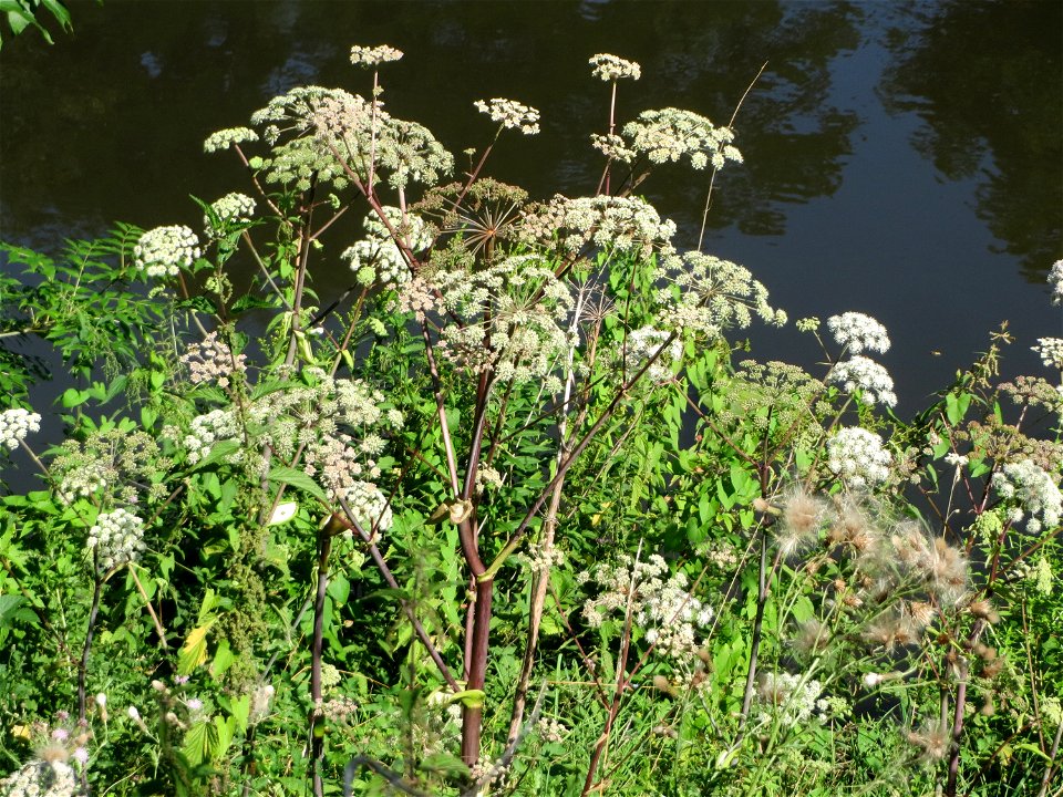 Wald-Engelwurz (Angelica sylvestris) in den Sankt Arnual Wiesen gegenüber vom Osthafen Saarbrücken (Außerhalb vom NSG)