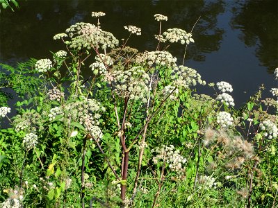 Wald-Engelwurz (Angelica sylvestris) in den Sankt Arnual Wiesen gegenüber vom Osthafen Saarbrücken (Außerhalb vom NSG)