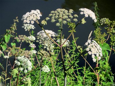 Wald-Engelwurz (Angelica sylvestris) in den Sankt Arnual Wiesen gegenüber vom Osthafen Saarbrücken (Außerhalb vom NSG)