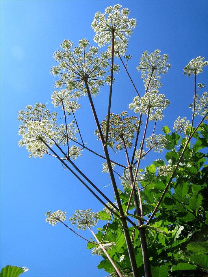 Wald-Engelwurz (Angelica sylvestris) am Osthafen Saarbrücken