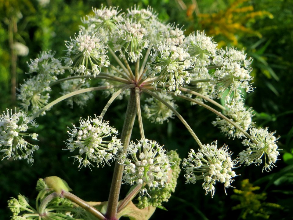 Wald-Engelwurz (Angelica sylvestris) in den Sankt Arnual Wiesen gegenüber vom Osthafen Saarbrücken (Außerhalb vom NSG)