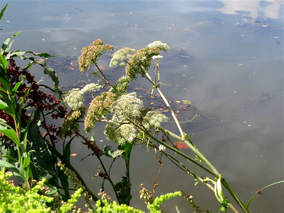 Wald-Engelwurz (Angelica sylvestris) an der Saar am Bürgerpark Saarbrücken