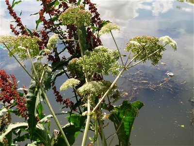 Wald-Engelwurz (Angelica sylvestris) an der Saar am Bürgerpark Saarbrücken
