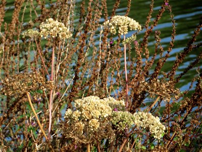 Wald-Engelwurz (Angelica sylvestris) am Osthafen Saarbrücken photo