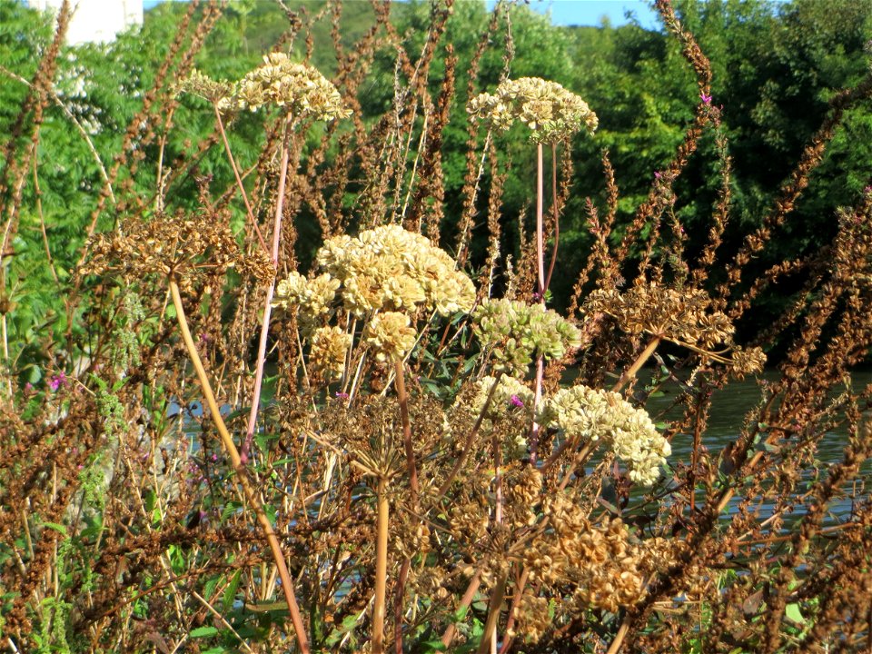 Wald-Engelwurz (Angelica sylvestris) am Osthafen Saarbrücken