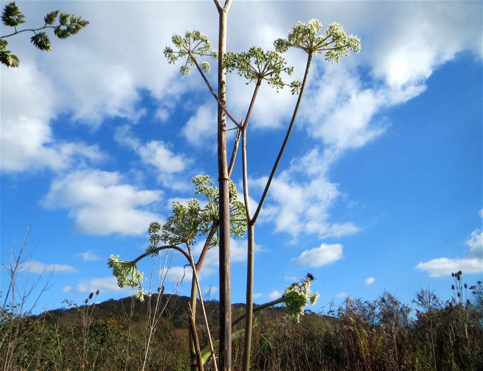 Wald-Engelwurz (Angelica sylvestris) gegenüber vom Osthafen in Saarbrücken