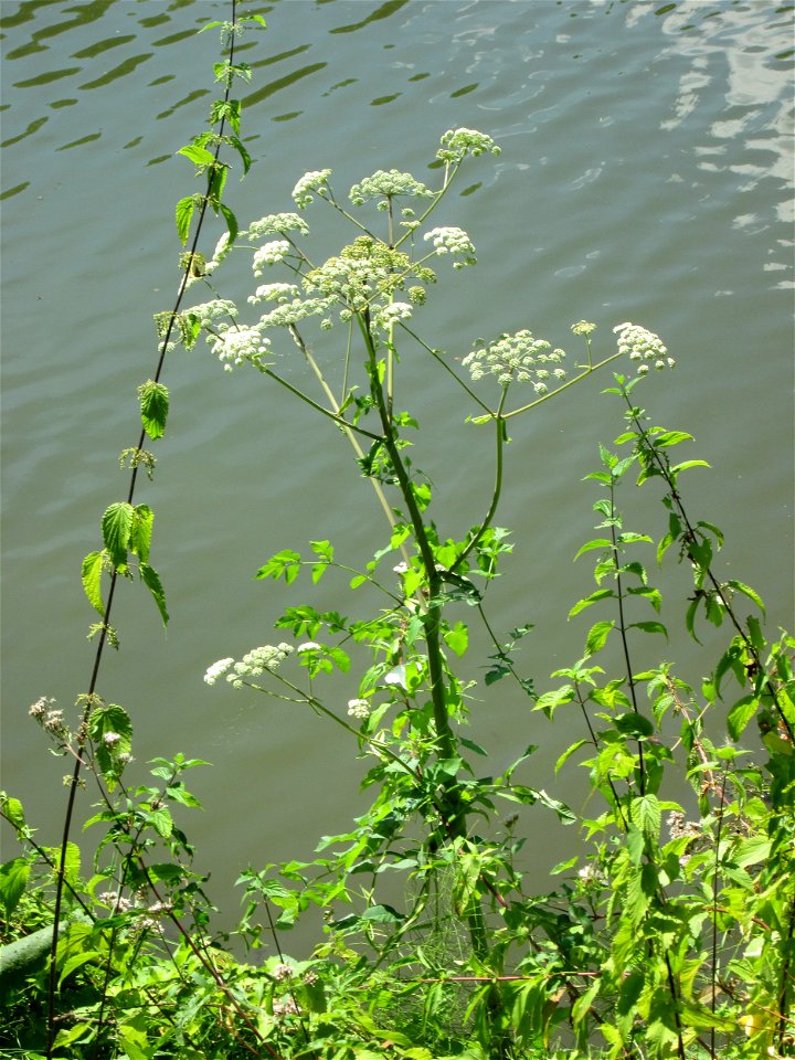 Wald-Engelwurz (Angelica sylvestris) an der Saar im Bürgerpark Saarbrücken