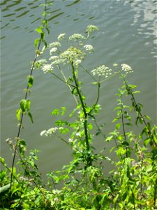 Wald-Engelwurz (Angelica sylvestris) an der Saar im Bürgerpark Saarbrücken