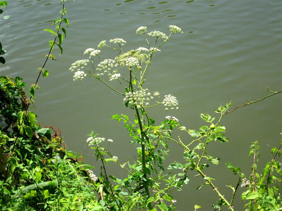 Wald-Engelwurz (Angelica sylvestris) an der Saar im Bürgerpark Saarbrücken