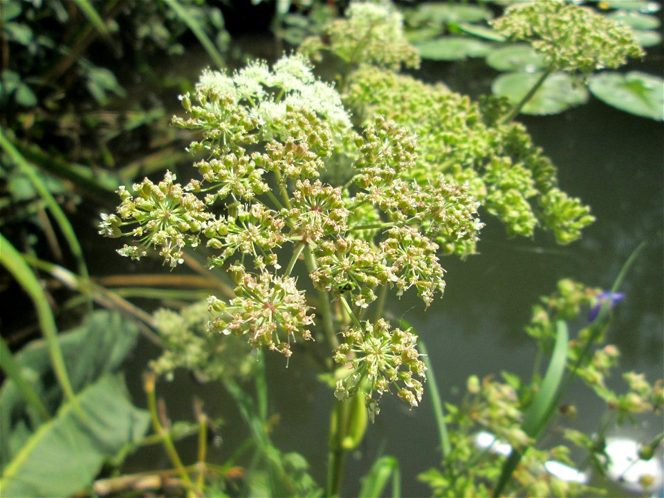 Wald-Engelwurz (Angelica sylvestris) an der Saar in Saarbrücken - unterhalb vom Ruderclub "Undine" findet sich ein Kleinbiotop mit einer Vielzahl von typischen Ufer-Pflanzen