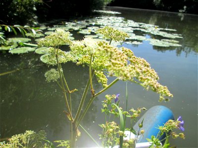 Wald-Engelwurz (Angelica sylvestris) an der Saar in Saarbrücken - unterhalb vom Ruderclub "Undine" findet sich ein Kleinbiotop mit einer Vielzahl von typischen Ufer-Pflanzen