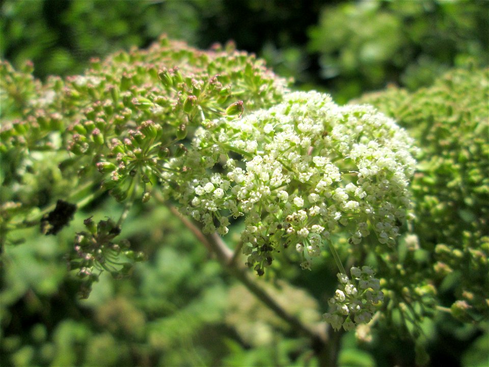 Wald-Engelwurz (Angelica sylvestris) im Naturschutzgebiet „St. Arnualer Wiesen“
