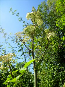 Wald-Engelwurz (Angelica sylvestris) im Naturschutzgebiet „St. Arnualer Wiesen“