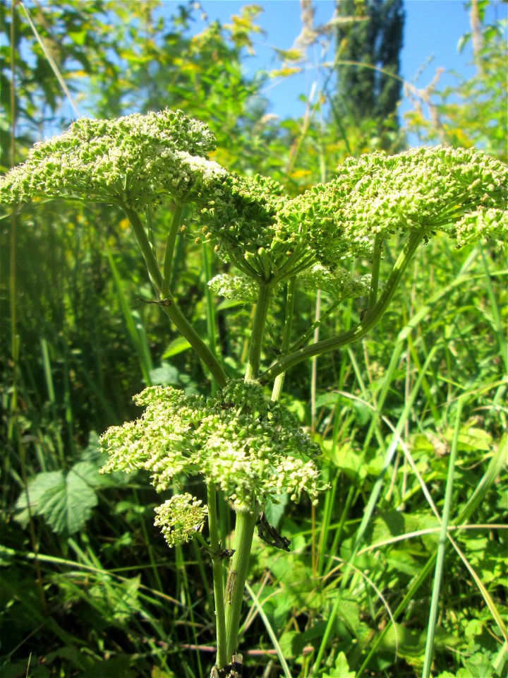 Wald-Engelwurz (Angelica sylvestris) im Naturschutzgebiet „St. Arnualer Wiesen“