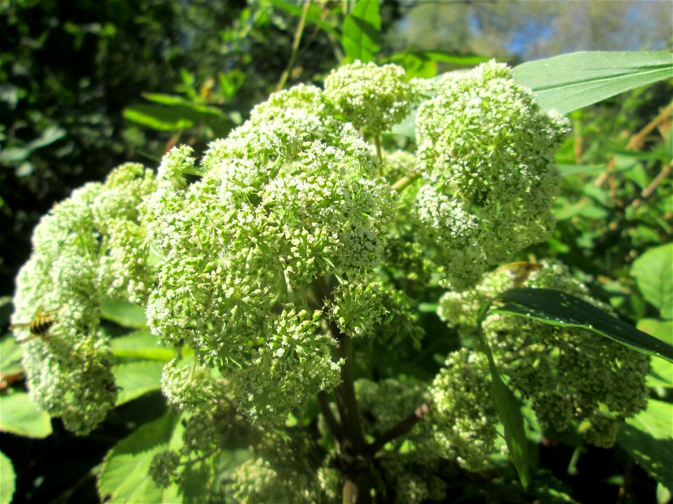 Wald-Engelwurz (Angelica sylvestris) im Naturschutzgebiet „St. Arnualer Wiesen“