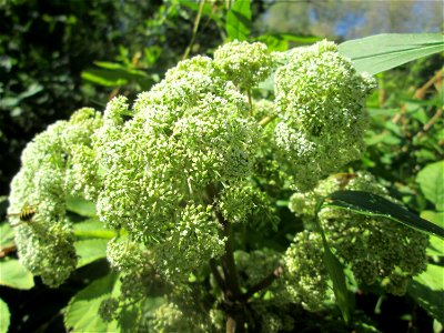 Wald-Engelwurz (Angelica sylvestris) im Naturschutzgebiet „St. Arnualer Wiesen“