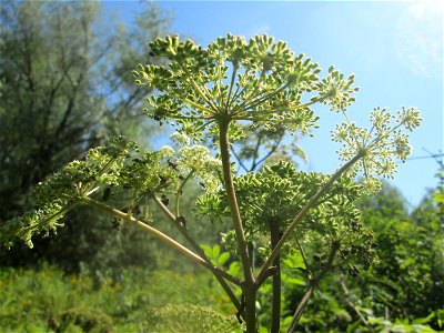 Wald-Engelwurz (Angelica sylvestris) im Naturschutzgebiet „St. Arnualer Wiesen“