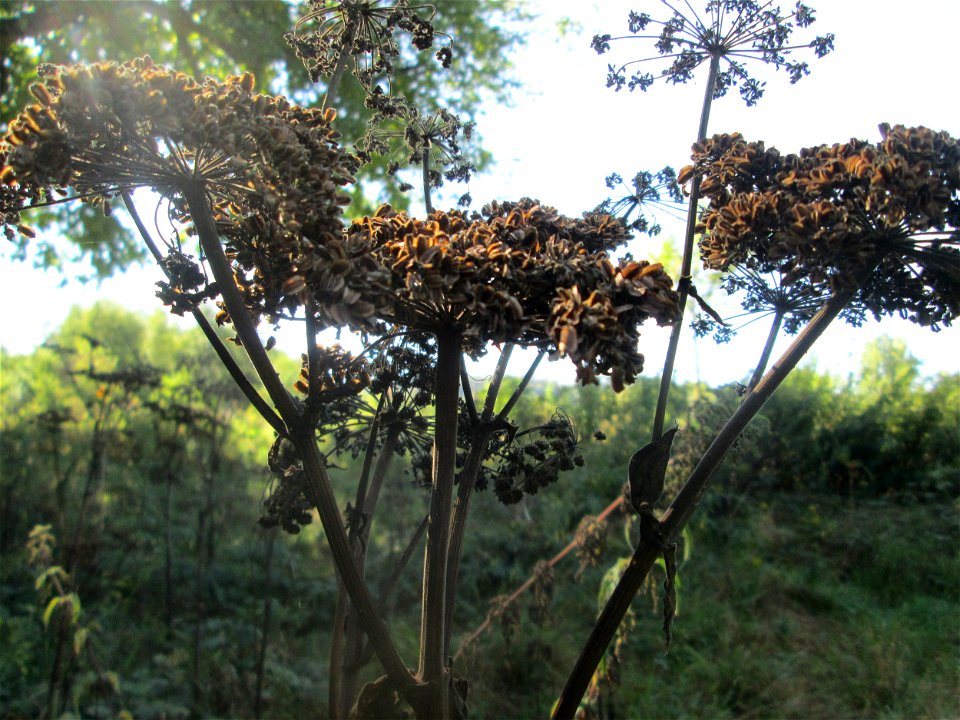 Wald-Engelwurz (Angelica sylvestris) im Landschaftsschutzgebiet „Tabakmühlental - Oberster Weiher“ in Sankt Arnual
