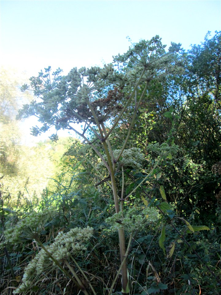 Wald-Engelwurz (Angelica sylvestris) im Landschaftsschutzgebiet „Tabakmühlental - Oberster Weiher“ in Sankt Arnual