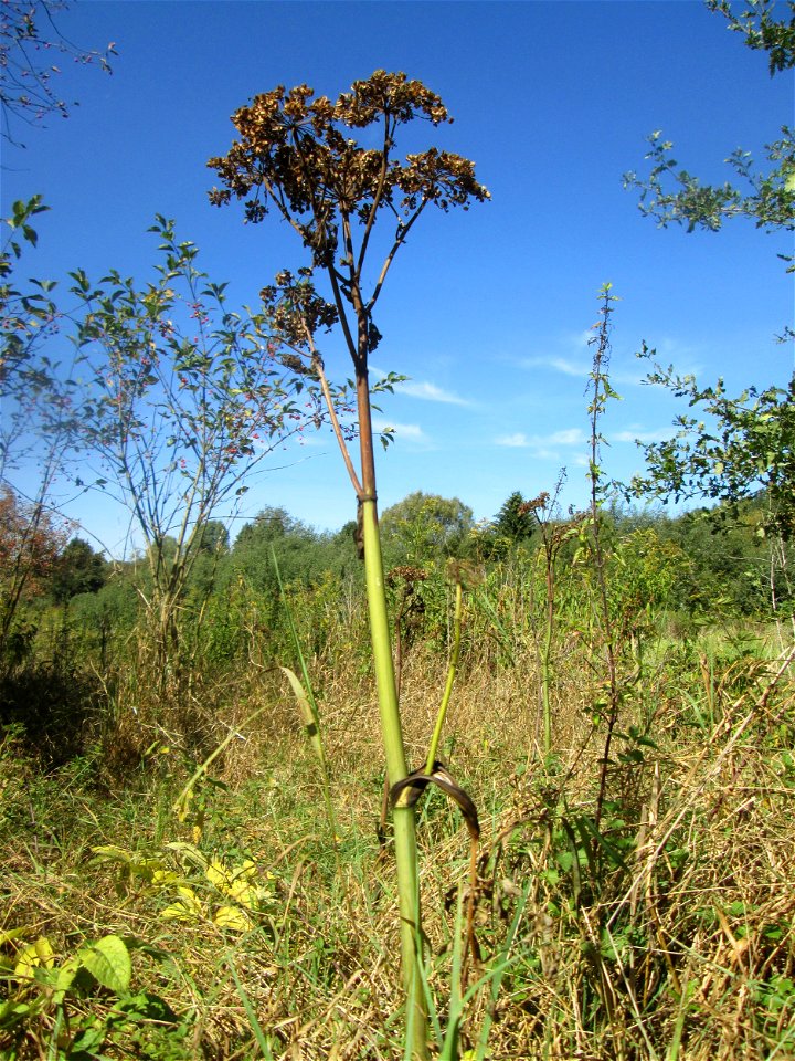 Wald-Engelwurz (Angelica sylvestris) im Landschaftsschutzgebiet „Tabakmühlental - Oberster Weiher“ in Sankt Arnual