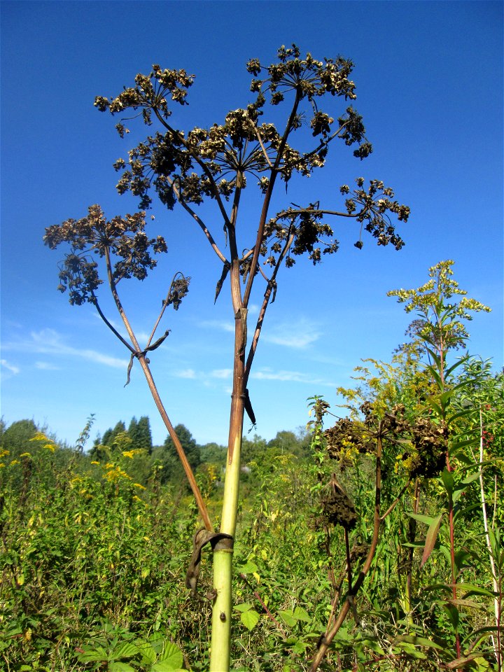 Wald-Engelwurz (Angelica sylvestris) im Landschaftsschutzgebiet „Tabakmühlental - Oberster Weiher“ in Sankt Arnual