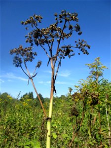 Wald-Engelwurz (Angelica sylvestris) im Landschaftsschutzgebiet „Tabakmühlental - Oberster Weiher“ in Sankt Arnual