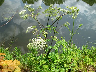 Wald-Engelwurz (Angelica sylvestris) an der Saar in Saarbrücken