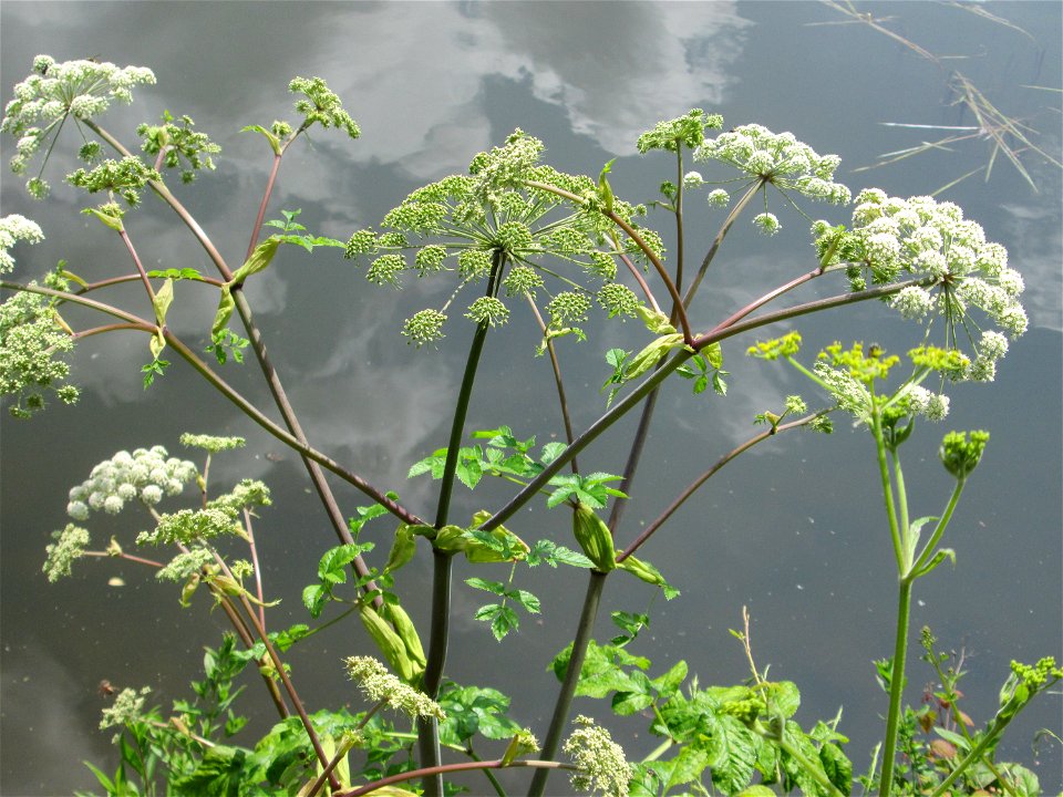 Wald-Engelwurz (Angelica sylvestris) an der Saar in Saarbrücken