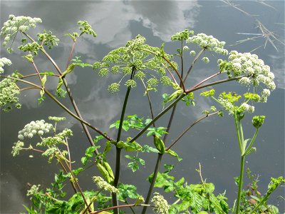 Wald-Engelwurz (Angelica sylvestris) an der Saar in Saarbrücken