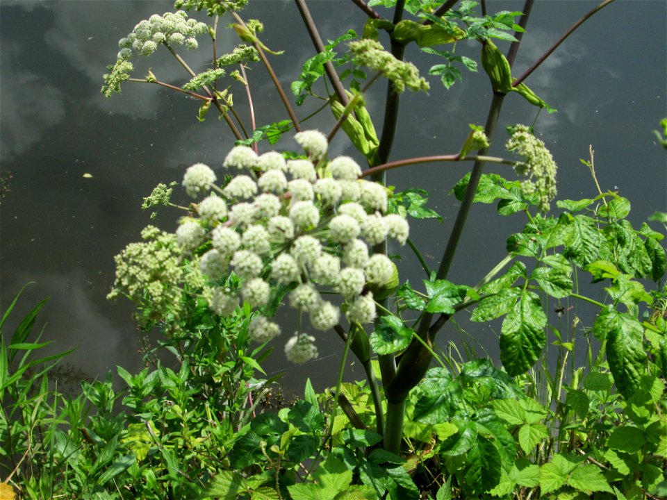 Wald-Engelwurz (Angelica sylvestris) an der Saar in Saarbrücken