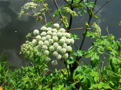 Wald-Engelwurz (Angelica sylvestris) an der Saar in Saarbrücken