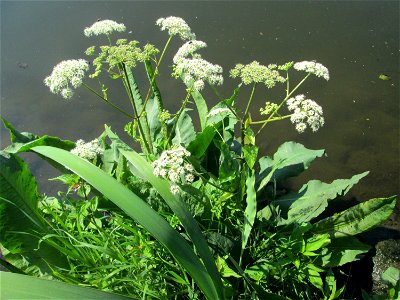 Wald-Engelwurz (Angelica sylvestris) an der Saar in Malstatt