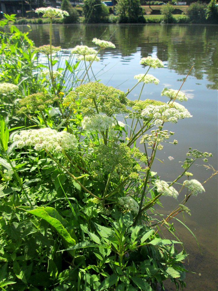 Wald-Engelwurz (Angelica sylvestris) an der Saar in Malstatt