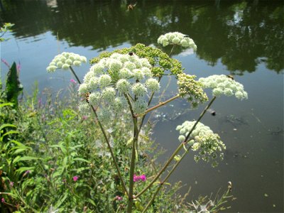 Wald-Engelwurz (Angelica sylvestris) an der Saar in Malstatt