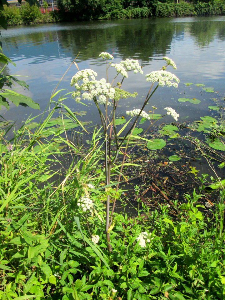 Wald-Engelwurz (Angelica sylvestris) an der Saar in Alt-Saarbrücken