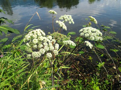 Wald-Engelwurz (Angelica sylvestris) an der Saar in Alt-Saarbrücken