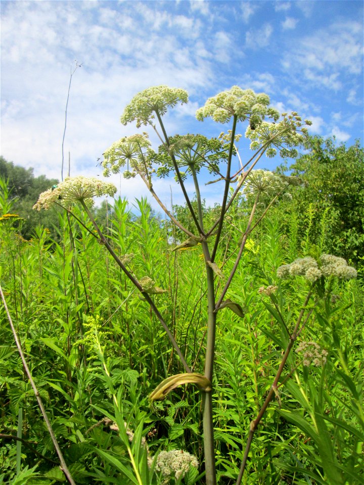 Wald-Engelwurz (Angelica sylvestris) im Naturschutzgebiet "St. Arnualer Wiesen"