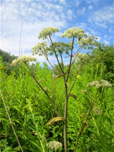 Wald-Engelwurz (Angelica sylvestris) im Naturschutzgebiet "St. Arnualer Wiesen"