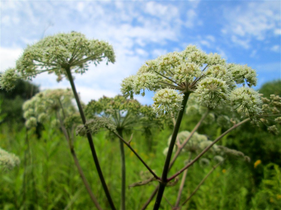 Wald-Engelwurz (Angelica sylvestris) im Naturschutzgebiet "St. Arnualer Wiesen"