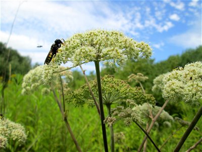 Wald-Engelwurz (Angelica sylvestris) im Naturschutzgebiet "St. Arnualer Wiesen"