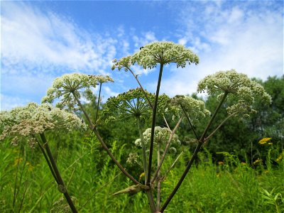 Wald-Engelwurz (Angelica sylvestris) im Naturschutzgebiet "St. Arnualer Wiesen"