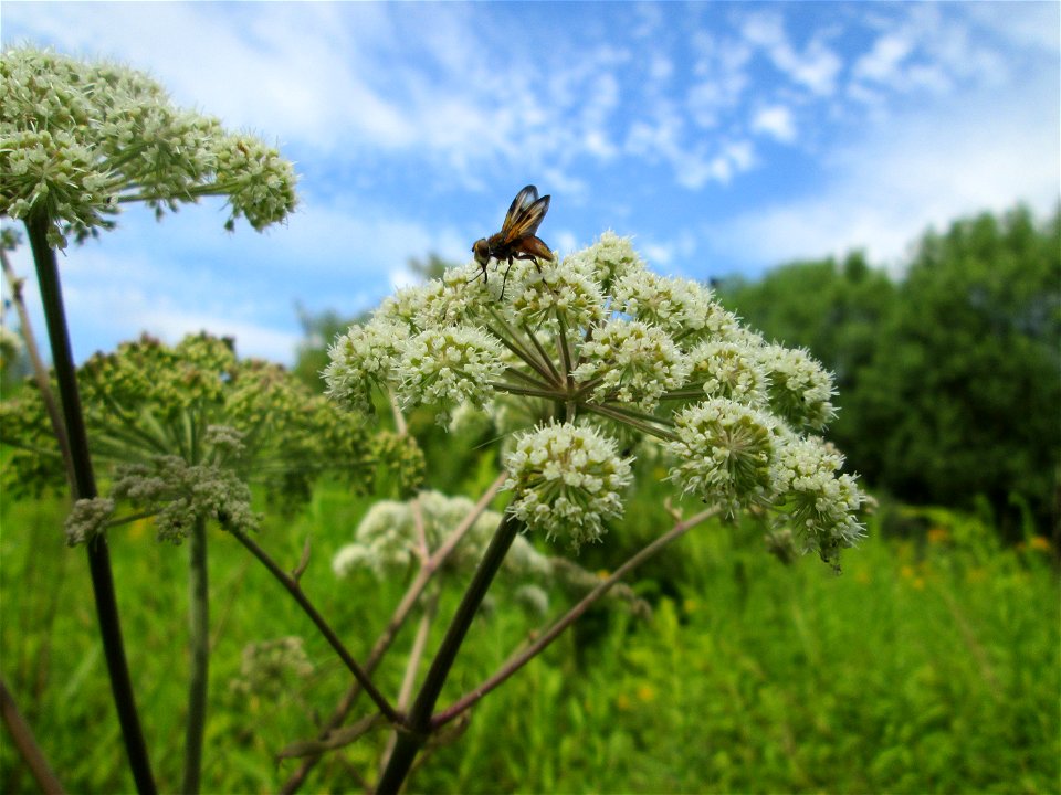 Wald-Engelwurz (Angelica sylvestris) im Naturschutzgebiet "St. Arnualer Wiesen"