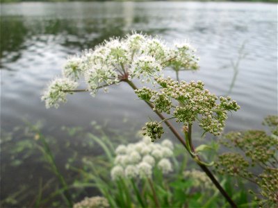 Wald-Engelwurz (Angelica sylvestris) an der Mosel in Alf