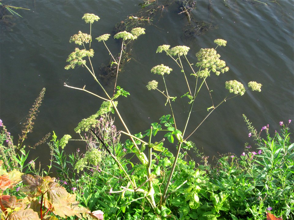 Wald-Engelwurz (Angelica sylvestris) an der Saar in Saarbrücken