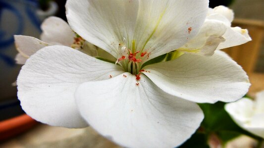 Garden petal geraniums photo