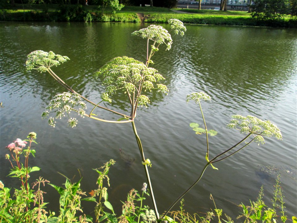 Wald-Engelwurz (Angelica sylvestris) an der Saar in Saarbrücken