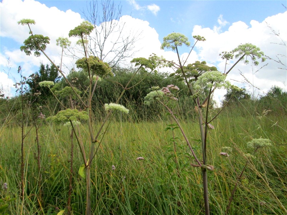 Wald-Engelwurz (Angelica sylvestris) im Naturschutzgebiet Wusterhang und Beierwies bei Fechingen - an diesem sonst trockenen Standort befindet sich eine Stelle mit Staunässe