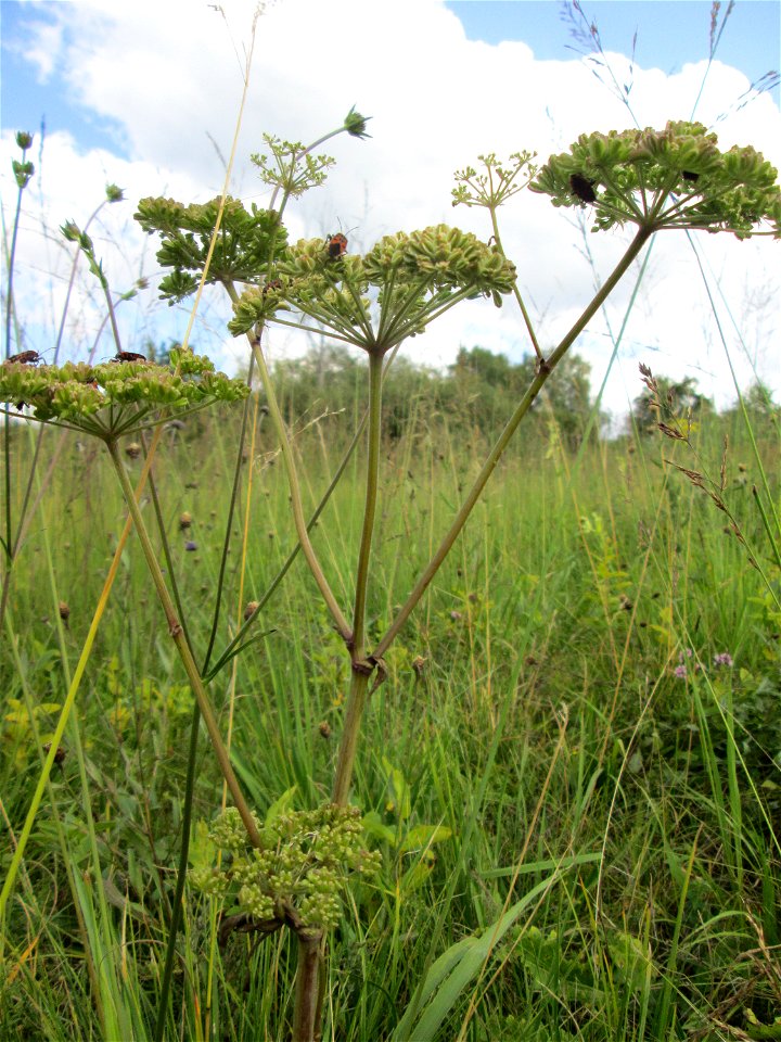 Wald-Engelwurz (Angelica sylvestris) im Naturschutzgebiet Wusterhang und Beierwies bei Fechingen - an diesem sonst trockenen Standort befindet sich eine Stelle mit Staunässe