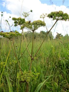 Wald-Engelwurz (Angelica sylvestris) im Naturschutzgebiet Wusterhang und Beierwies bei Fechingen - an diesem sonst trockenen Standort befindet sich eine Stelle mit Staunässe photo