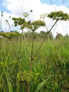 Wald-Engelwurz (Angelica sylvestris) im Naturschutzgebiet Wusterhang und Beierwies bei Fechingen - an diesem sonst trockenen Standort befindet sich eine Stelle mit Staunässe